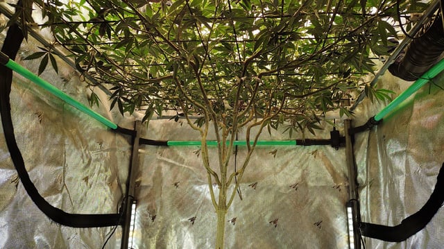 Straight Blasted  — flower, day 17