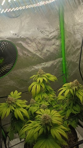 Critical Purple Kush — flower, day 130