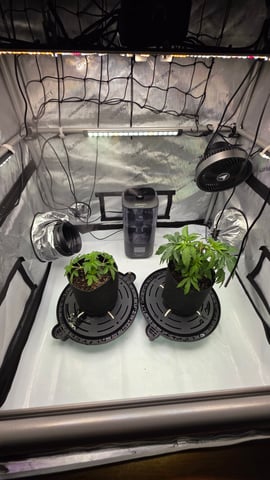 ethos genetics  — vegetative, day 35