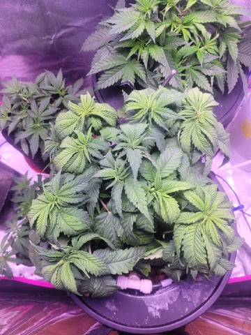 Clones And Hermie Seeds