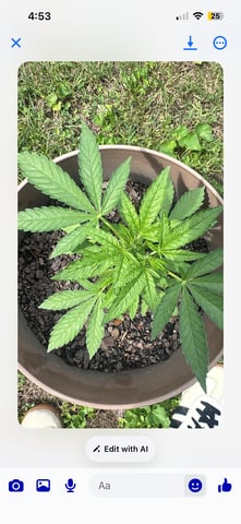 2026 Outdoor — vegetative, day 49