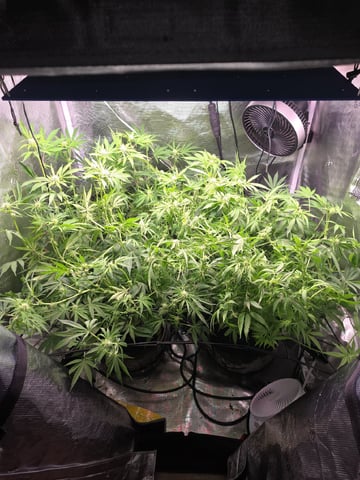Blue Dream Feminized  — flower, day 117