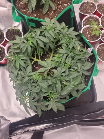 chemdog  — vegetative, day 22