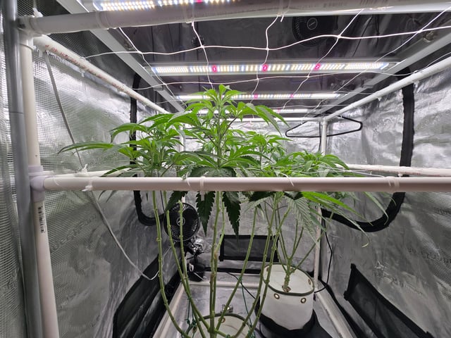 Grow 3 — flower, day 7