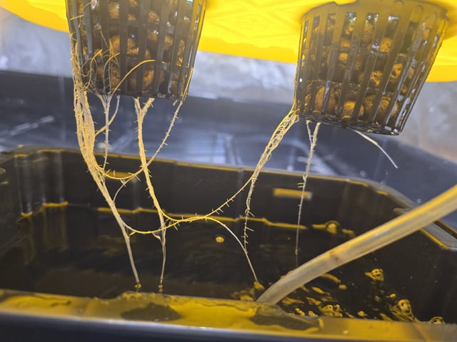 Hydro Roma Tomatoes 