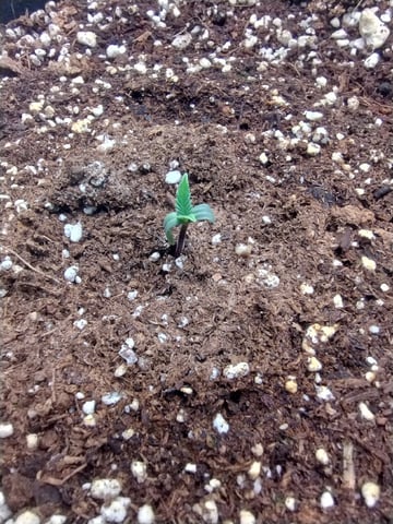 Round 2🥊 — seedling_rooting, day 12