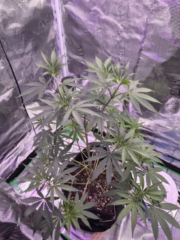 Kalini Asia Auto  — vegetative, day 9