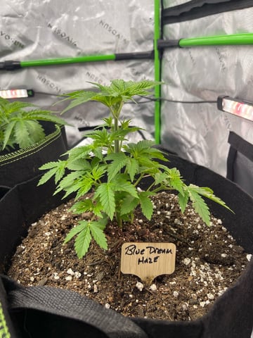 Phx_Freedom — flower, day 6