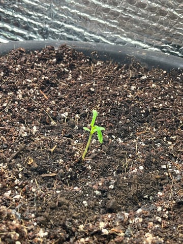 Lavender and Anesthesia Auto — seedling_rooting, day 15