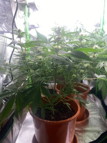 2nd Try — flower, day 66