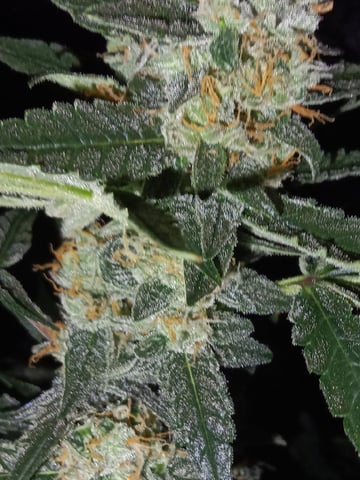 hydroponic  — flower, day 80