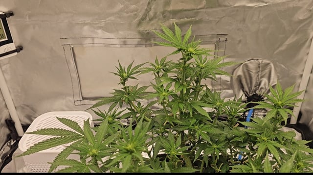 Jelousy Fast(Photo) & Ultra Voilet (Auto) — flower, day 25