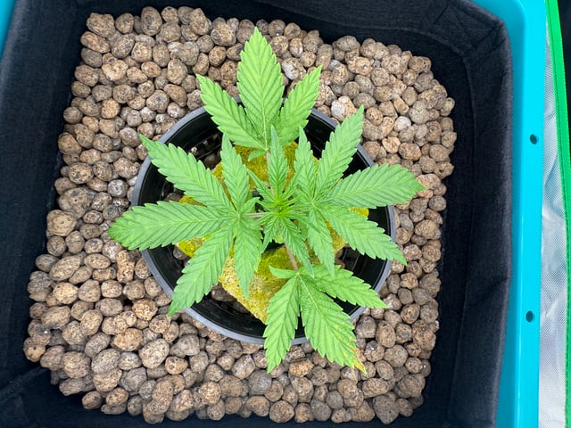  Hydro  1st run — vegetative, day 1