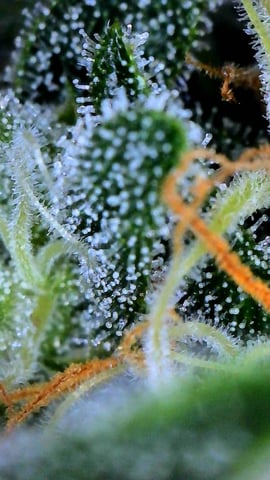 gorilla cookies  — flower, day 46