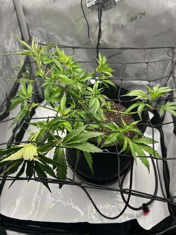 Vanna's Vanilla — flower, day 38