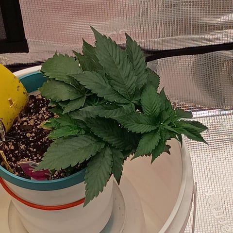 TentPlantLightFan — vegetative, day 33