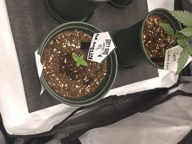 Dirty Bird - Thousand Island Fem & Platinum Kush Breath Remix x Grape Cakehead Fem Photo  — seedling_rooting, day 4