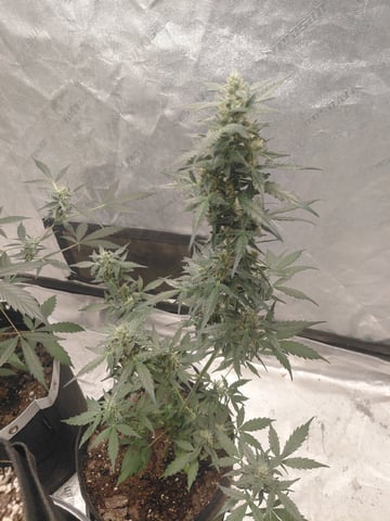 my first grow  — flower, day 86
