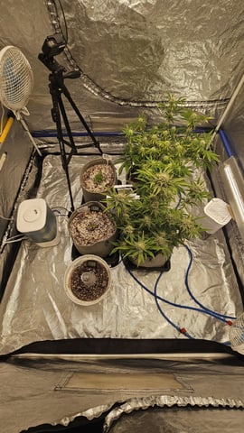 Autos For The Rest Of Winter 🔥🔥😉 — germination, day 26