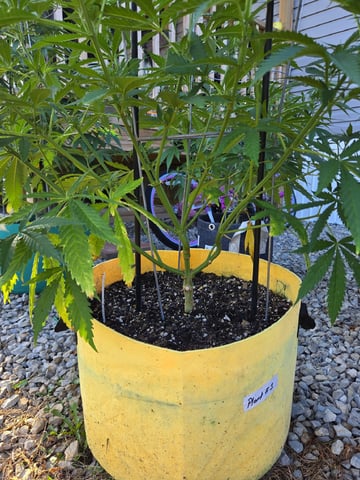 Outdoors L.S.D and Cinderalla 99  — vegetative, day 17