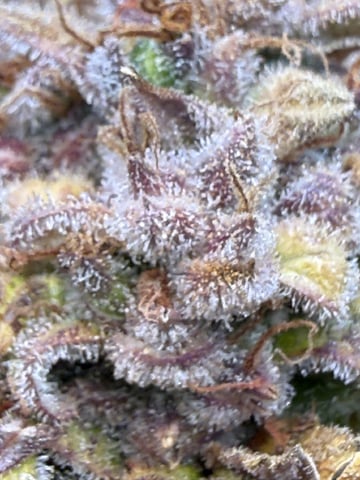 Green Crack — done, day 72