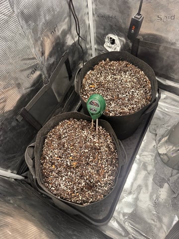Gorilla Cookies — 1st Grow — germination, day 5