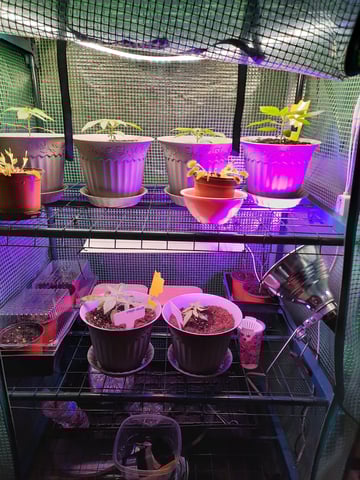 missing pieces — vegetative, day 19