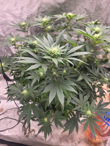 first grow — flower, day 74