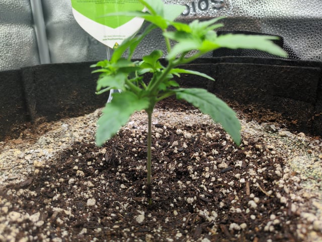 OG III — seedling_rooting, day 15