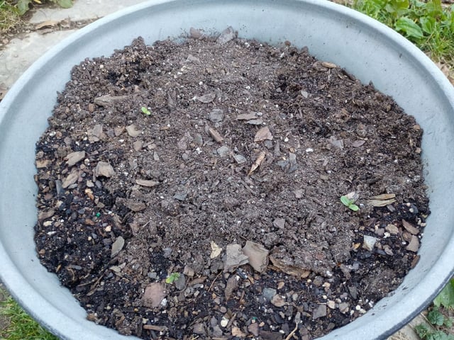 2nd Grow