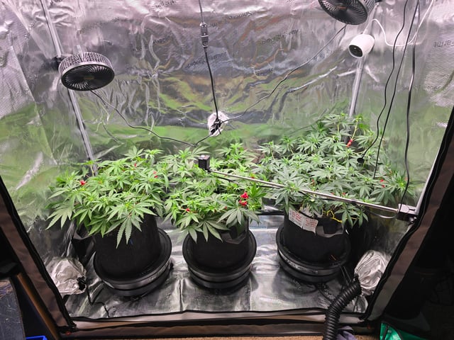 Dirty Bird - Thousand Island Fem & Platinum Kush Breath Remix x Grape Cakehead Fem Photo  — flower, day 60