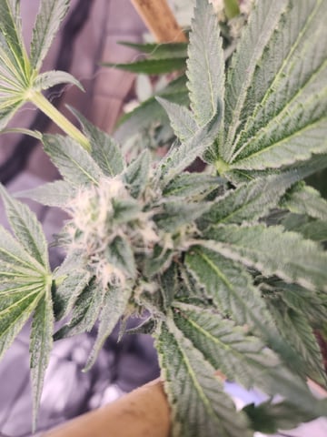 First time — flower, day 133