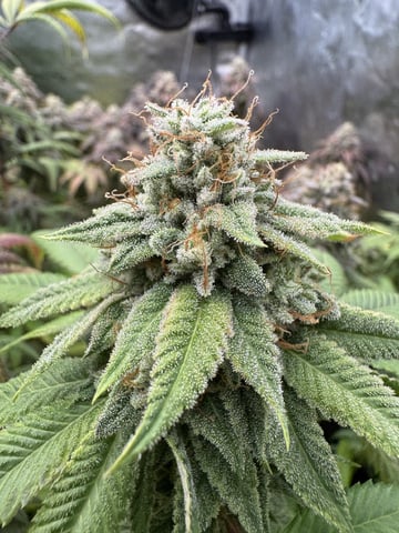 7 Strains 14 Plants  — flower, day 159