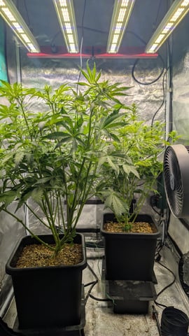 Grow 3 — vegetative, day 47