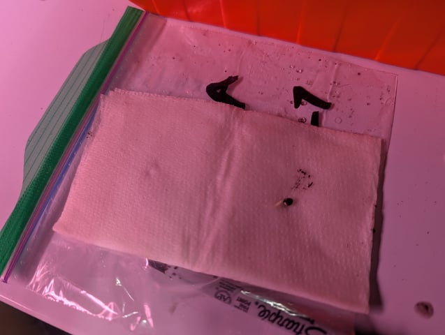 first grow - autoflower — germination, day 12