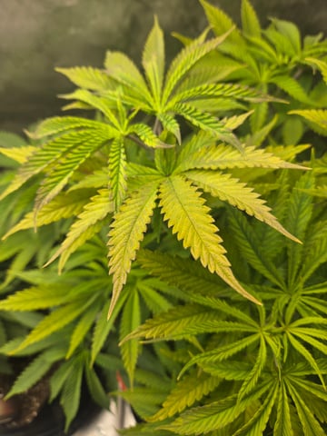 First Grow — vegetative, day 7