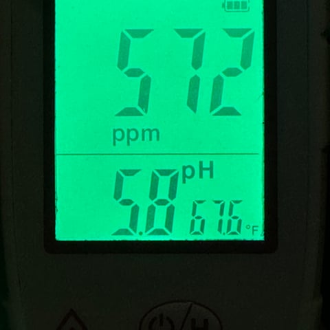 Ztrawberriez (Auto) 2026 - 1 — flower, day 42