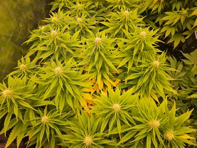 Double Trouble  — flower, day 69