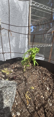 CzechsMex 2.0 — vegetative, day 69