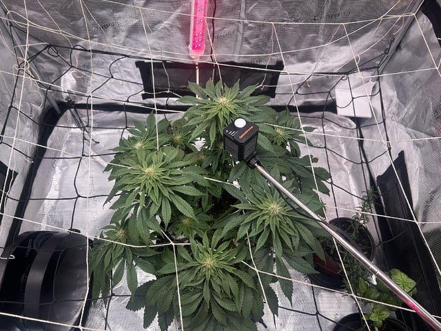 2025-26 harvest INDOOR — flower, day 112