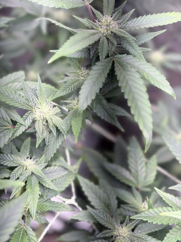 CANDYLAND — flower, day 122