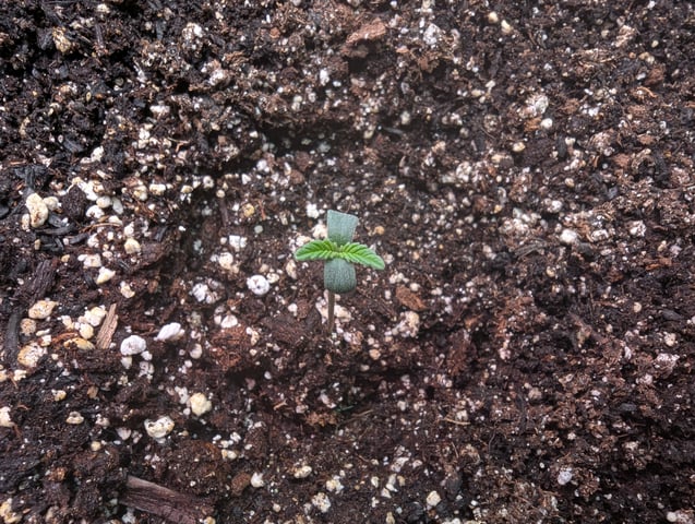 Boogie Brew + Bloom — seedling_rooting, day 35