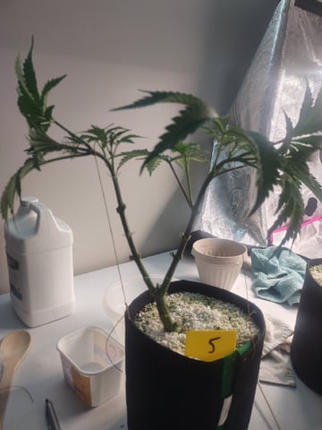Mainely Genetics Micro Pheno Hunt — flower, day 44