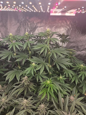 Lhotse 1 and 2 — flower, day 38