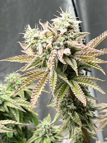 Humboldt Chicken N Wafflez — flower, day 95