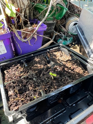 first grow 2025 — germination, day 3