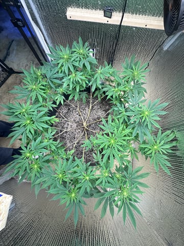 Gelly Mama and Sugar Tree — flower, day 180