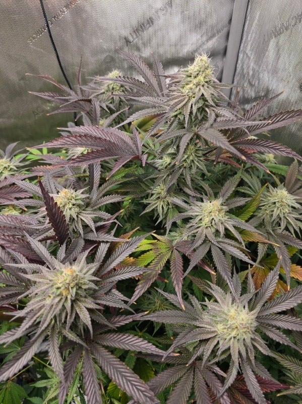 future_horticulturist