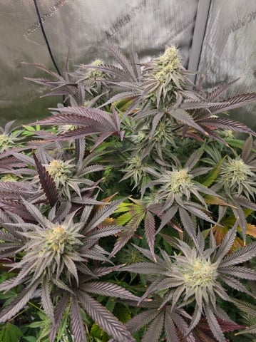 future_horticulturist