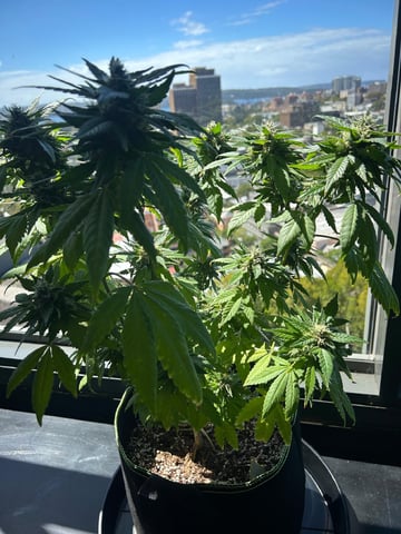 Royal Highness — flower, day 128